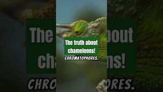 The truth about chameleons chromatophores chameleons truth facts shorts [upl. by David]