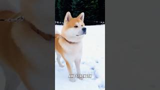 Akita Inu vs Pitbull Who will win [upl. by Ciryl]