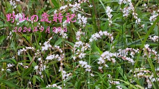 野山の歳時記 秋風が吹き 咲き始めた花 2024年9月29日 [upl. by Virgina878]