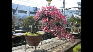 Flowering Bonsai trees  Callicarpa Japonica Bonsai [upl. by Llednil689]