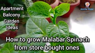 How to grow Malabar Spinach from store bought ones Basella alba fertilizer care and pest control [upl. by Odessa395]