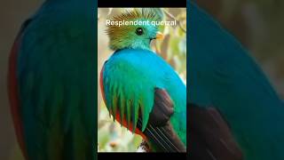 Resplendent quetzal Guatemala national bird birds wildlife zoo [upl. by Armington35]