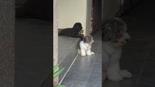 In Ghana Africa Kaui black Poodle amp Oahu black amp white Maltipoo animal cute poodlelover pets [upl. by Hnoj503]