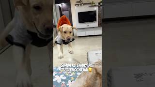 Simba ki Nazar Bhaiya Pe❤️🐾🧿😂 vlog funny ytshorts minivlog doglover dogshorts cutedog [upl. by Lockwood239]