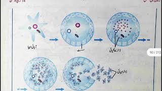 Methods of A Sexual ReproductionBinary FissionFragmentationBuddingSpore Formation in Urdu 10 [upl. by Ssac336]