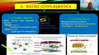 CITOPLASMA  MATRIZ CITOPLASMÁTICA  SISTEMA DE ENDOMEMBRANAS  Mg KAREN KELLY ENRIQUEZ SAAVEDRA [upl. by Silverstein]