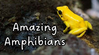 What is an amphibian  Characteristics of an Amphibian for Kids  Science for Kids  Animal Groups [upl. by Arretal]