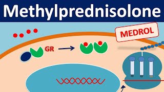 Methylprednisolone  Mechanism side effects precautions amp uses [upl. by Dagna772]