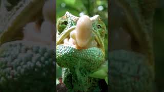 Hunter lizard speed and precision in motion hunter shorts animals nature survival [upl. by Nolyarb]