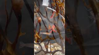 Micro Lobsters Hawaiian Red Shrimp – Sustainable Ecosystem with Opae Ula Shrimp [upl. by Zins]