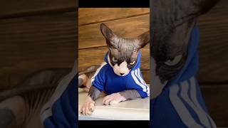 Hairless cat breed Canadian Sphynx shorts [upl. by Leahcimluap]