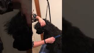 The Untangler 7” Pet Comb Model  T716PC Demonstration grooming pets [upl. by Yrocej]