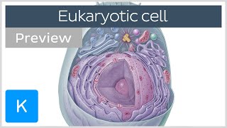 Eukaryotic cell structure and function preview  Human Neuroanatomy  Kenhub [upl. by Sharlene]