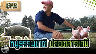 หมูธรรมชาติ ปลอดสารเคมี  Organic Pig Farming  Sirin Farm EP 2 [upl. by Karisa]