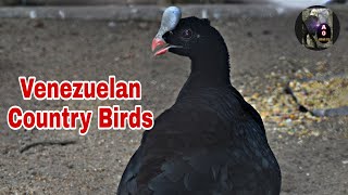 Helmeted Curassow  Venezuelan Country Birds [upl. by Haimorej]