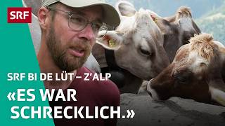 Tödlicher Kuhsturz bei Familie Weirich Porath  ZAlp – SRF bi de Lüt  2024 – 34  SRF [upl. by Taam427]