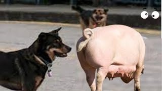 Dog and Pig Secrets of Dogs and Pigs Amazing Differences You Wont Believe [upl. by Mila224]