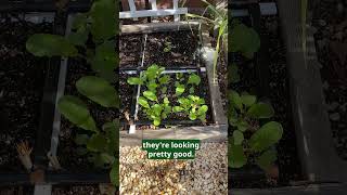 Morning Garden Update Square Foot Gardening Delights [upl. by Yemaj]