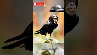 Monkey 🐵 face crow 😱 shorts allah shortsfeed viralvideo [upl. by Alaehs]