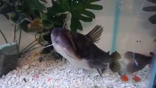 Gulper Catfish Asterophysus Batrachus Feeding wwwAquaScapeOnlinecom [upl. by Nylrad]