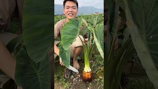 Enjoy Fresh Vegetables and Sweet Fruits 🍎 fruit shorts vegetables [upl. by Lrub]