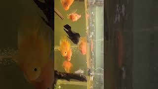 Feeding shrimps to parrot fish music kpop song rap fish parrotfishtank parrotfish trending [upl. by Henrique153]