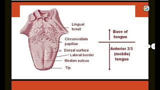 histology lec4 part 8 filiform papillae [upl. by Schnapp]