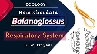 Balanoglossus  Respiratory System  B Sc Ist year  Zoology [upl. by Lenes]