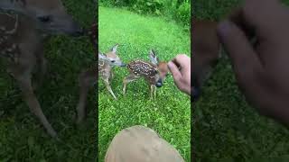 Wild New Hampshire baby Deer run over to me and let me pet them [upl. by Aleyam]