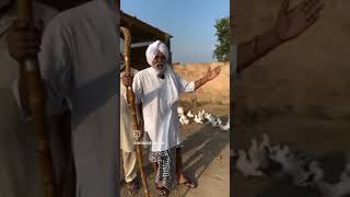 pigeon dubwalekabootar punjabimusic dabwali kabootar dubwalakabutar punjabisong kabutar [upl. by Popelka352]