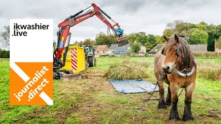 Ecologisch bosbeheer maaigoed slepen met trekpaarden uit natte hooiweiden vol rabatten in Brugge [upl. by Ahsiekyt]