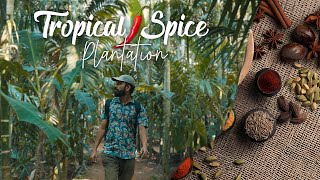 A Spice Plantation In Goa To Cool Off The Summer Heat  Tour  Rs 500 [upl. by Aneles]