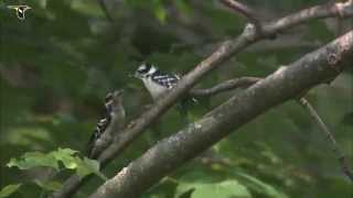 Downy Woodpecker [upl. by Klemm]