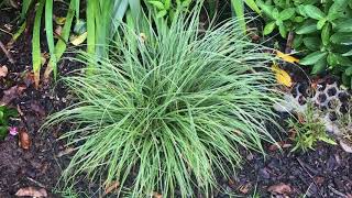 Plant Review Carex the wonder plant [upl. by Enywtna]