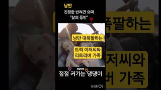 낭만 감성  트럭기사님과 리트리버 가족 반려견의 의미는 삶의 동반자 반려동물 반려견 견주 가족 리트리버 교감 낭만적 편집 인생 애견 사랑 동반자 dog [upl. by Tatia]