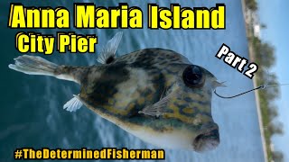 Part 2 Anna Maria Island City Pier Fishing TheDeterminedFisherman [upl. by Wolford]