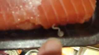 Live worms on salmon at Byerlys [upl. by Duffie]