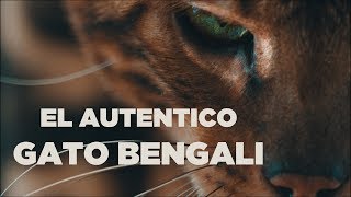 GATO BENGALI LEPARDLAND BENGAL CAT [upl. by Atined]