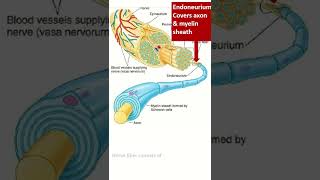 Organization of peripheral nerve shorts nerve pns [upl. by Arvin]