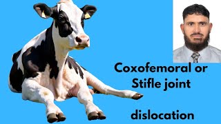 Coxofemoral joint dislocation  Hip luxation in cattle Veterinary orthopedics [upl. by Aneehs]