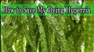 10 Tips on How You Can Save a Dying Huperzia amp Easy Plant Care Huperzia nummulariifolia [upl. by Imaj]