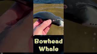 Bowhead Whales Filter Feeder Fun [upl. by Kariotta217]