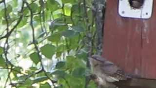 Wryneck fledgling first flight Vendehalsungen utebfor første gang [upl. by Hcaz513]