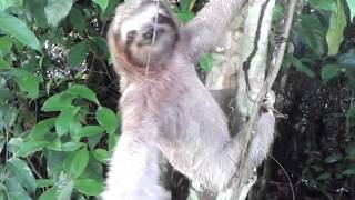 Brownthroated Sloth  Bradypus variegatus [upl. by Ellecrag]