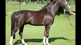 wwwsporthorsesonlinecom 2009 Hanoverian stallion by Sir Donnerhall SOLD [upl. by Pilloff975]