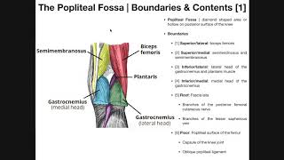 The Popliteal Fossa EXPLAINED  Boundaries amp Contents [upl. by Levy145]