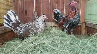 Spangled Mcleans Gamefowl Pens Gallos Finos  Roosters [upl. by Jacqui]