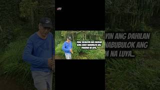 Bakit nga ba nabubulok ang tanim na luya luyafarming organicfarming [upl. by Publea717]