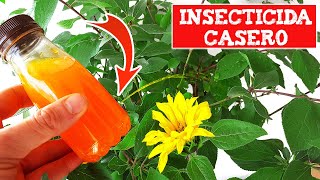 El INSECTICIDA CASERO más POTENTE que nadie te cuenta y las marcas no quieren que conozcas [upl. by Aurelie30]