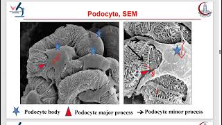 Practical Histology  Genitourinary Module [upl. by Alleunam]